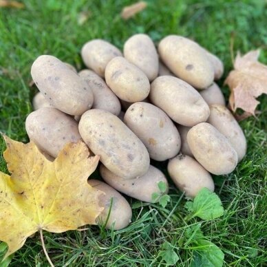 EKO Bulvės "Queen Anne", 1 kg.*