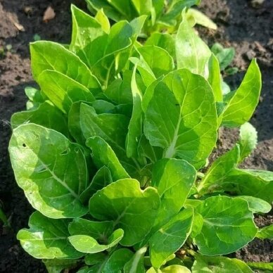 EKO Mangoldai jauni (lapiniai burokėliai), 100 gr.*